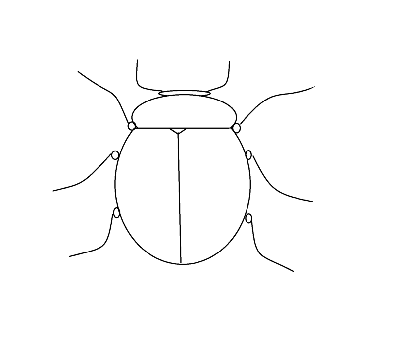 Как нарисовать жука-носорога