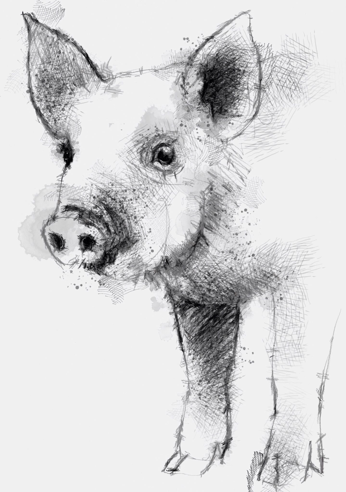 Свинья карандашом. Свинья зарисовка. Свинья набросок. Свинья рисунок карандашом.