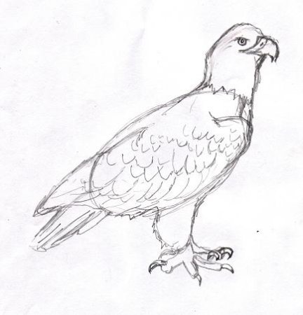 Идеи для срисовки степной орел легкие (90 фото)