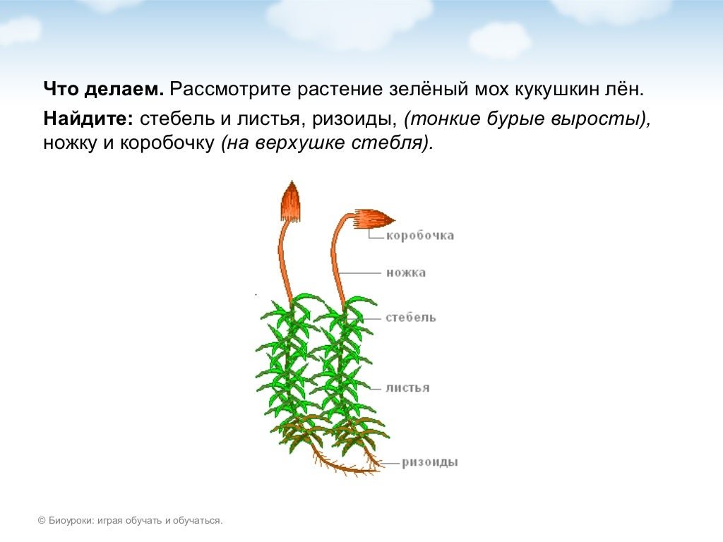 Изображение сфагнума. Зелёный мох Кукушкин лён строение. Ризоиды у Кукушкина льна. Строение стебля мха Кукушкин лён. Строение растения Кукушкин лен.