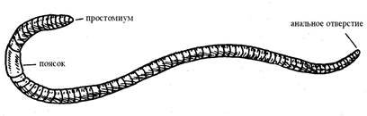 Передний и задний конец червя. Кольчатые черви строение. Внешнее строение дождевого червя. Строение червяка дождевого. Строение поясковых червей.