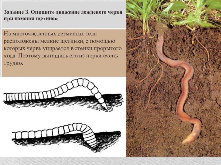 Тело дождевого червя имеет. Дождевые черви строение тела. Дождевой червь биология 7 класс. Дождевые черви щетинки.