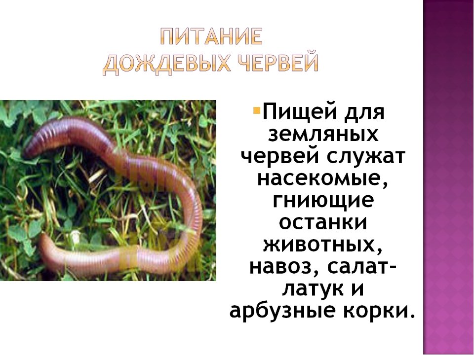 Дождевой червь тип животного. Доклад о дождевых червях. Чем питаются червяки дождевые.
