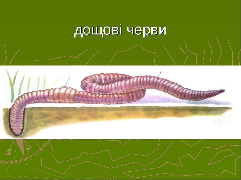 Задание дождевой червь. Щетинки дождевого червя. Дождевой червь рисунок. Фотография дождевого червяка.