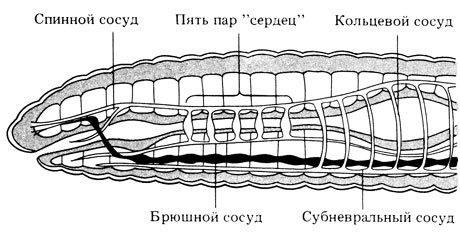 Крокодил спинной мозг дождевой червь. Строение кольчатых червей. Кольчатые черви строение. Кровеносная система дождевых червей. Кольчатые черви кровеносная система.
