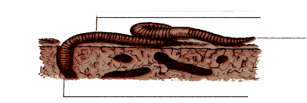 Дождевой червь относится к насекомым. Червь рисунок. Нарисовать дождевого червя. Дождевой червь картинка. Дождевой червь рисунок.