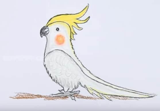Идеи для срисовки попугай для детей легкие (90 фото)