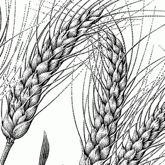 Как нарисовать колосья пшеницы | Интересные истории Психология | ВКонтакте