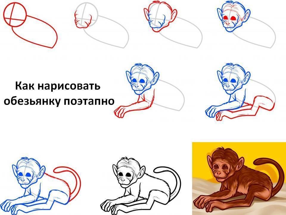 Рисунок обезьянки яшки 3 класс. Нарисовать обезьяну. Как рисовать обезьяну. Как нарисовать обезьяну поэтапно. Как нарисовать мартышку.