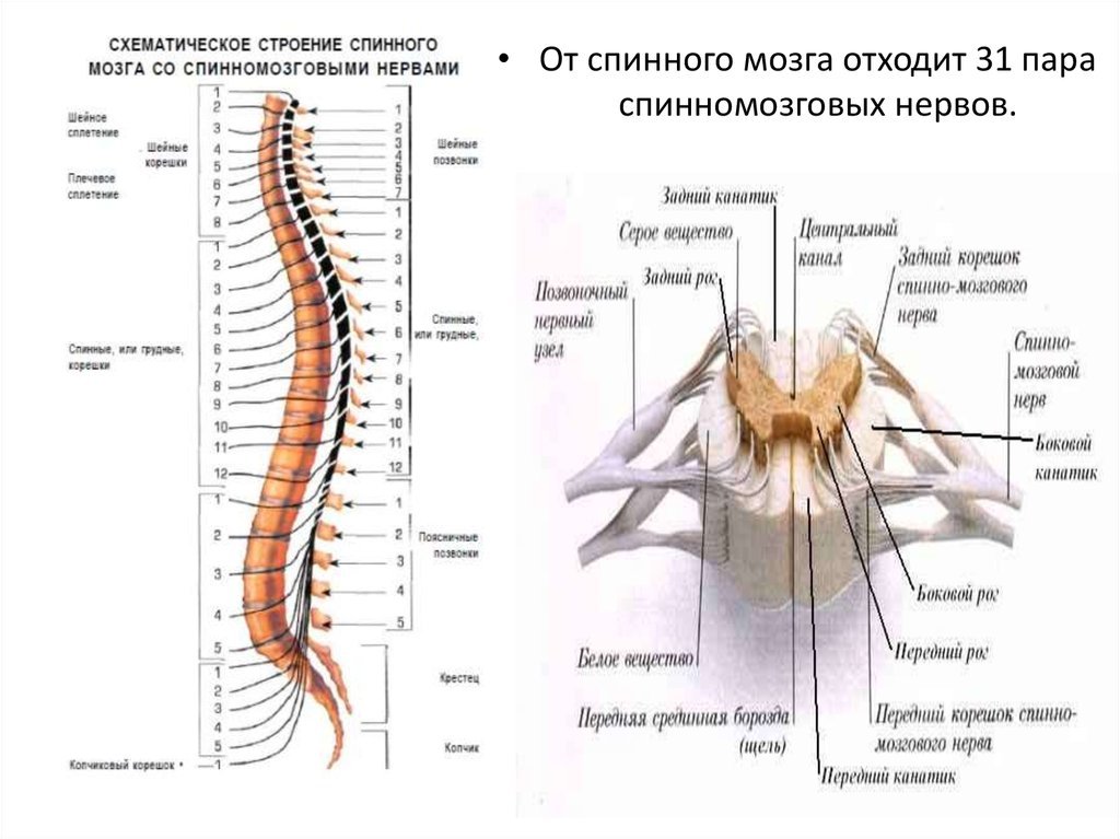 От спинного мозга отходит 31 пара. Анатомия спинной мозг спинномозговой нерв. Наружное строение спинного мозга. Структура спинного мозга схема. Строение спинного мозга вид сбоку.