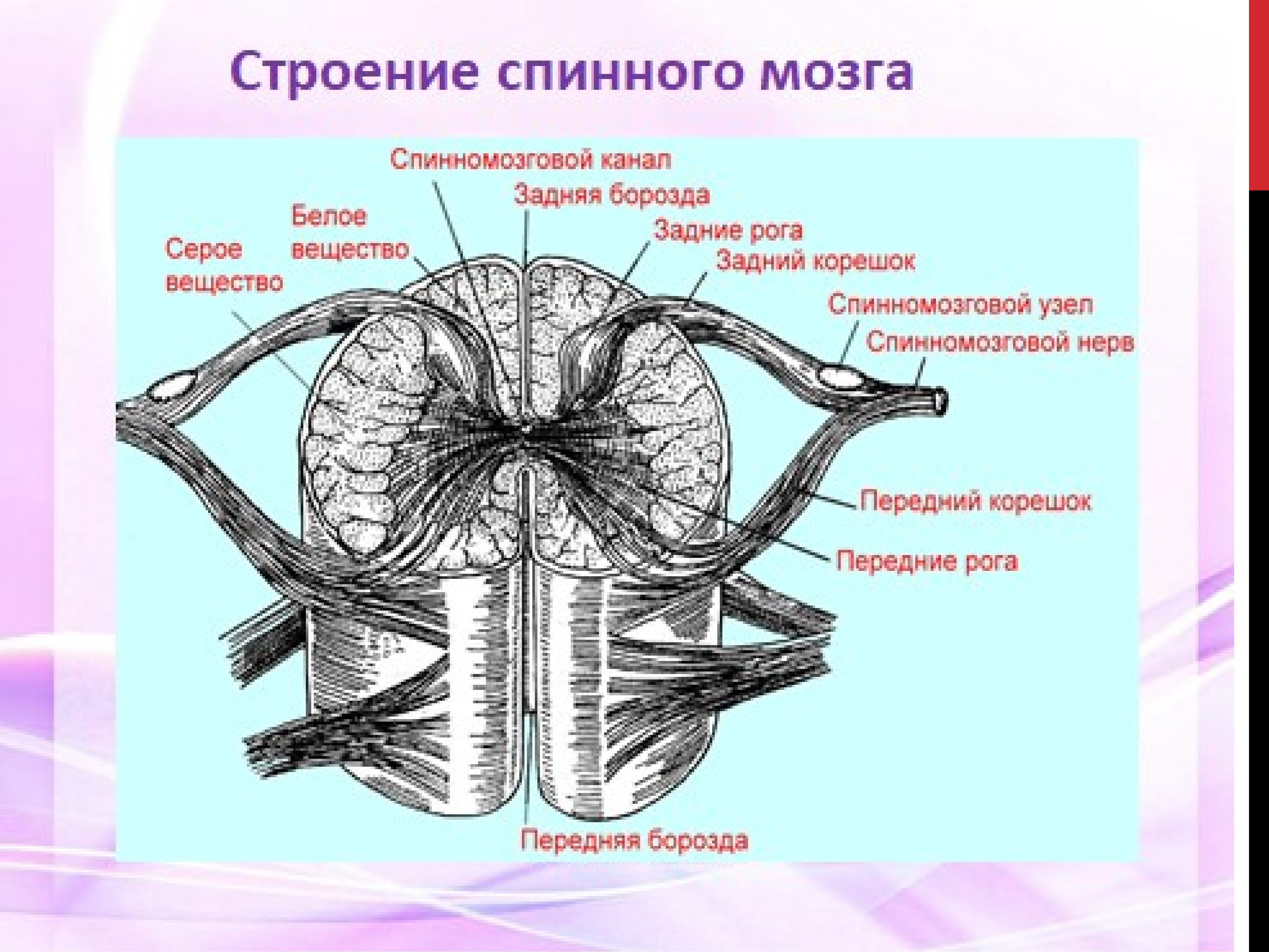 Наружнеее строение спинного мозга. Наружное и внутреннее строение спинного мозга. Структура внутреннего строения спинного мозга. Рис 61 спинной мозг.