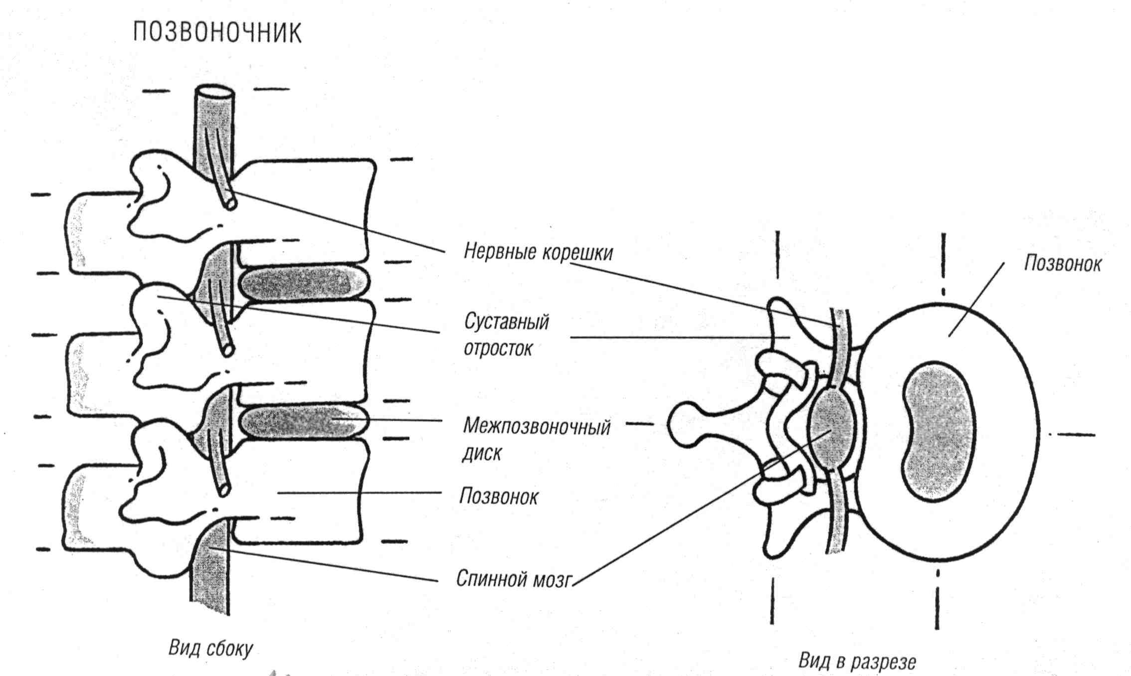 Тело и отростки расположены в спинном мозге. Строение позвоночника и спинного мозга. Строение позвонка со спинным мозгом. Схема спинного мозга в позвоночном канале. Анатомия поясничного позвонка корешки.