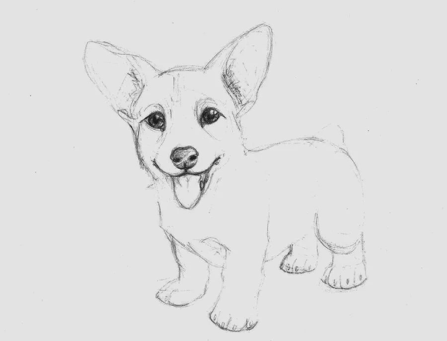 Нарисовать собаку карандашом легко и красиво. Собака рисунок карандашом. Рисунок собаки карандашом для срисовки. Щенок рисунок карандашом. Рисунок собаки для срисовки легкие.