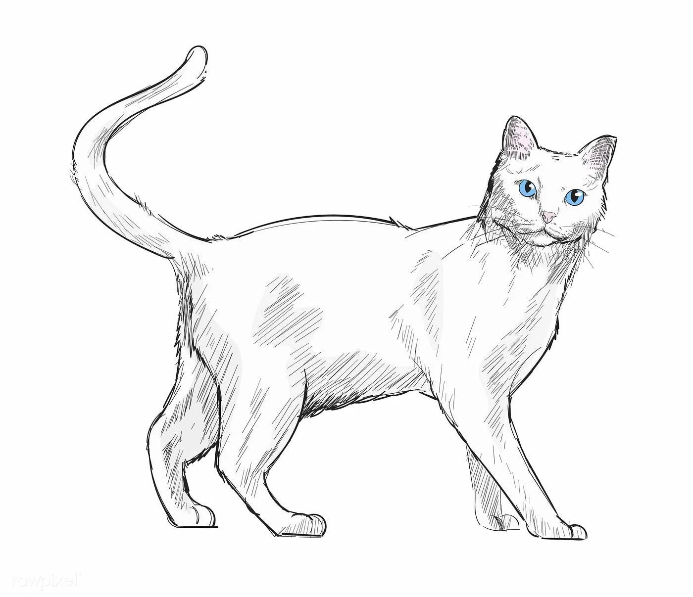 Картинки кошек рисовать. Кошка рисунок. Кошка рисунок карандашом. Рисунок МКАШКИ. Когкан рисунок.