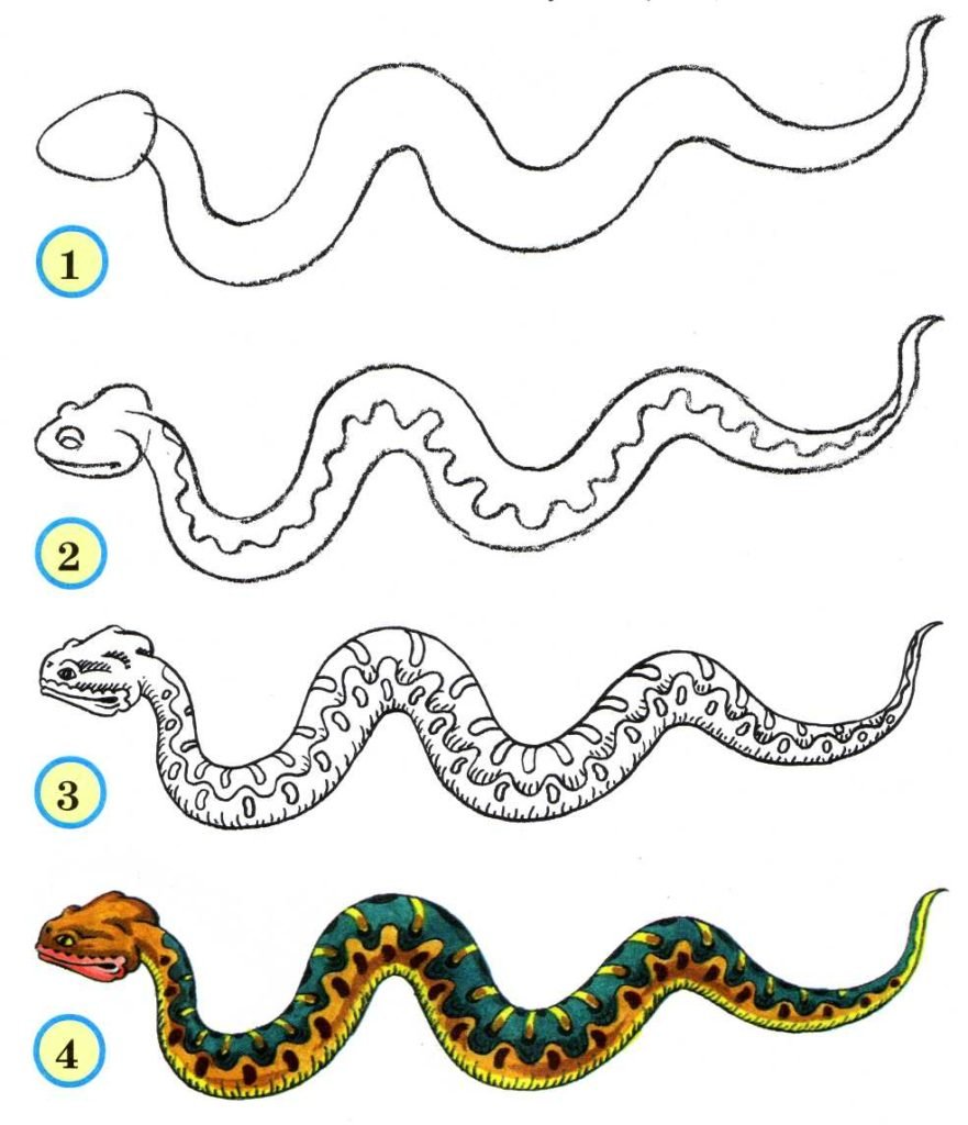 Пресмыкающиеся подготовительной группе. Как нарисовать змею. Рисунок змеи карандашом для срисовки. Поэтапное рисование змеи для детей. Как нарисовать змею для детей.