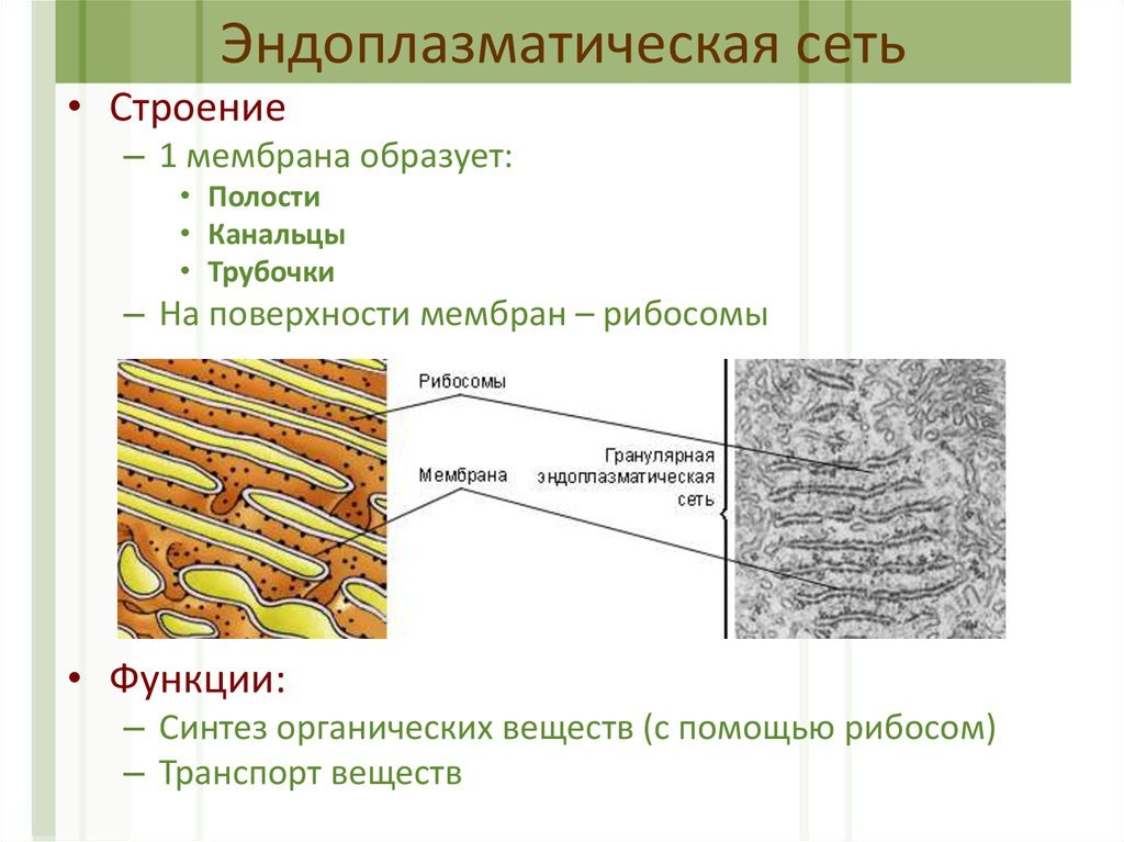 Канал эндоплазматической сети. Эндоплазматический ретикулум растительной клетки. Эндоплазматический ретикулум функции. Эндоплазматическая мембрана. Эндоплазматический ретикулум строение.