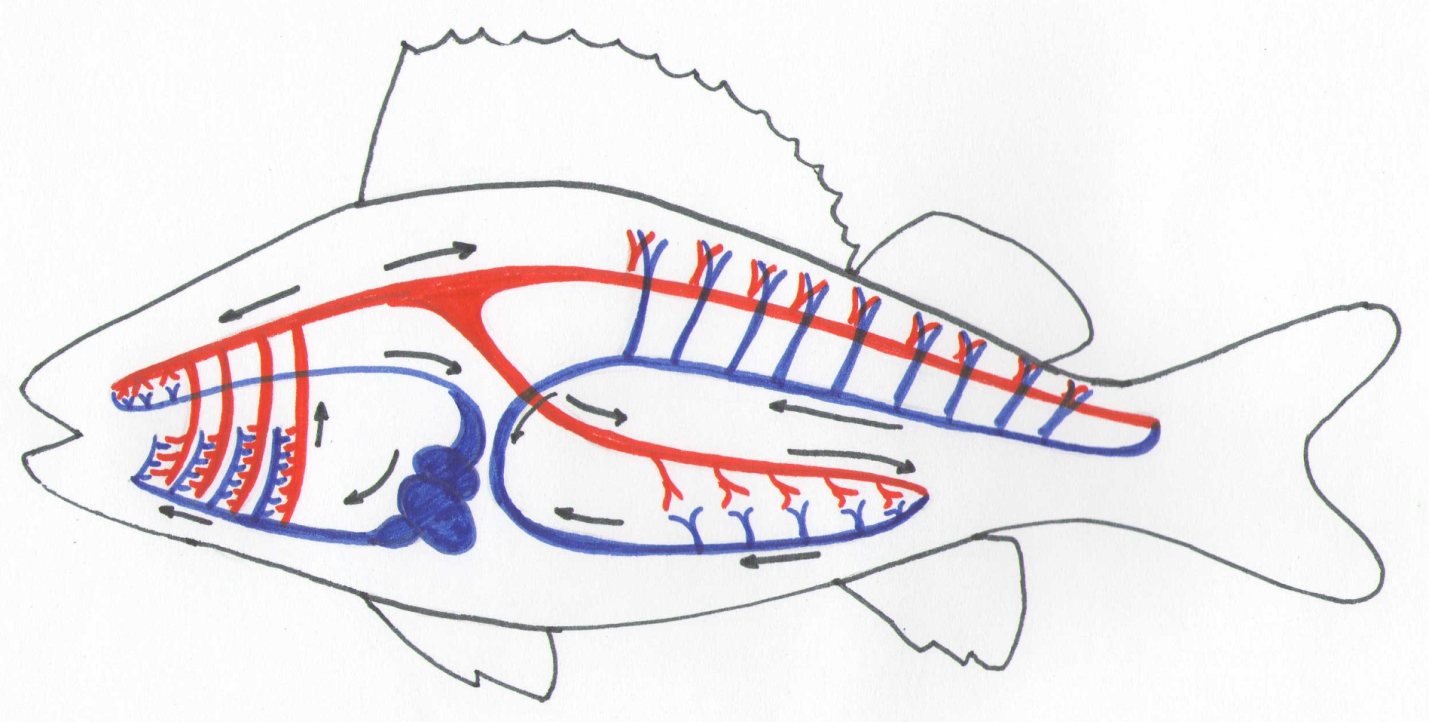 У рыб 1 круг кровообращения. Строение рыбы кровеносная система система. Строение кровеносной системы рыб. Кровеносная система речного окуня. Кровеносная и дыхательная система рыб.