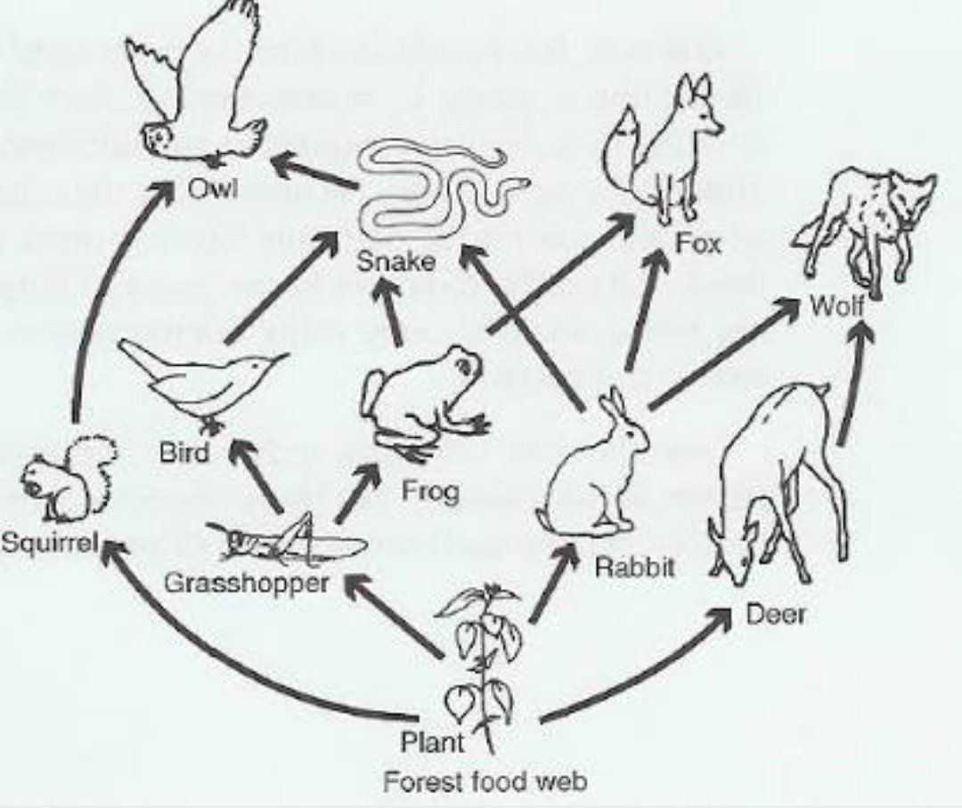 Цепи питания животных 5 класс. Цепь питания биология 5 класс рисунок. Пищевая цепь 5 класс. Пищевая цепочка животных. Пищевая цепочка схема.