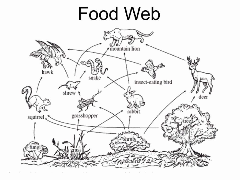 Составить сеть питания. Пищевая сеть леса схема. Трофическая сеть леса схема. Пищевая цепочка. Пищевая сеть экосистемы.