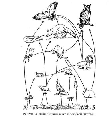 Пищевая сеть биогеоценоза в тундре. Схема пищевой сети лесного биоценоза. Схема пищевой сети лесного биоценоза ответы. Пищевая цепочка животных. Пищевая цепочка для детей.