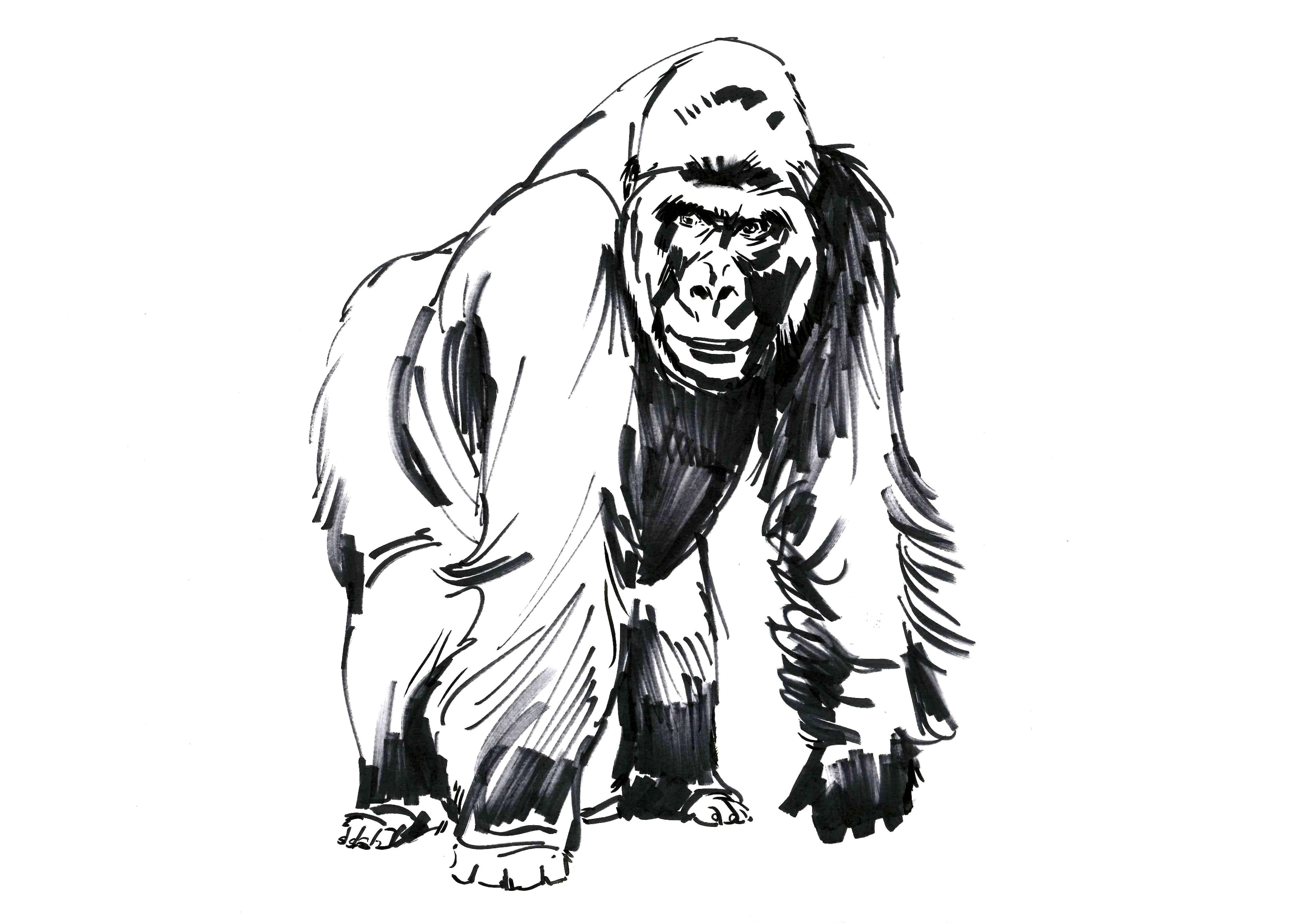 Как нарисовать гориллу