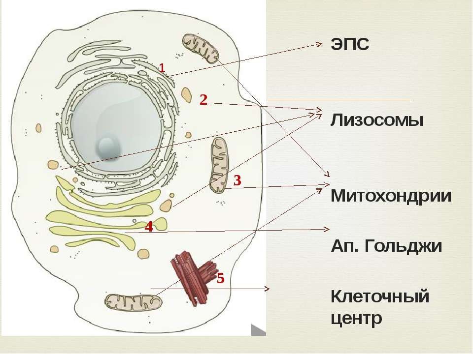 Схема лизосом. Строение ЭПС клетки. Строение лизосомы животной клетки. Схема ЭПС клетки. Строение клеток животных ЭПС.