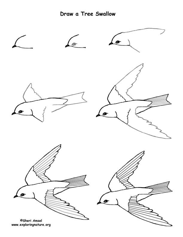 Как нарисовать ласточку для детей. Птица рисунок. Рисование птиц. Рисование Ласточка. Поэтапное рисование стрижа.