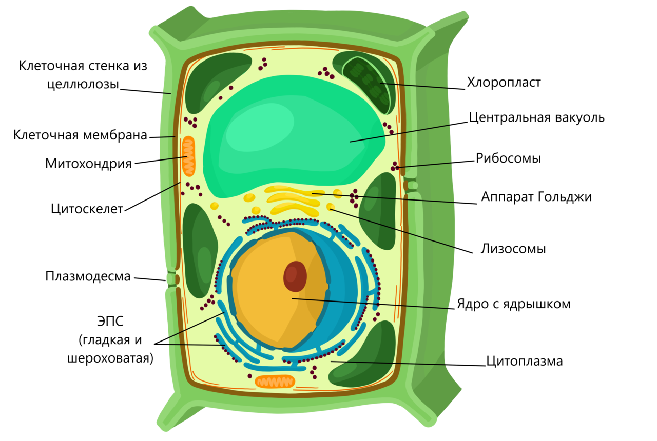ядро раст клетки фото 5
