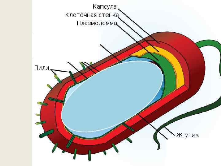 Имеет эластичную клеточную стенку. Клеточная стенка клетки бактерий. Клеточная стенка бактерий микробиология. Строение клеточной стенки бактерий. Клеточная стенка прокариот.