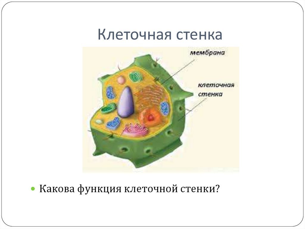 Имеет эластичную клеточную стенку. Клеточная стенка растительной клетки строение и функции. Клетка биология строение клеточная стенка. Функция клеточной стенки в растительной клетке. Структура клеточная стенка клеточная мембрана.