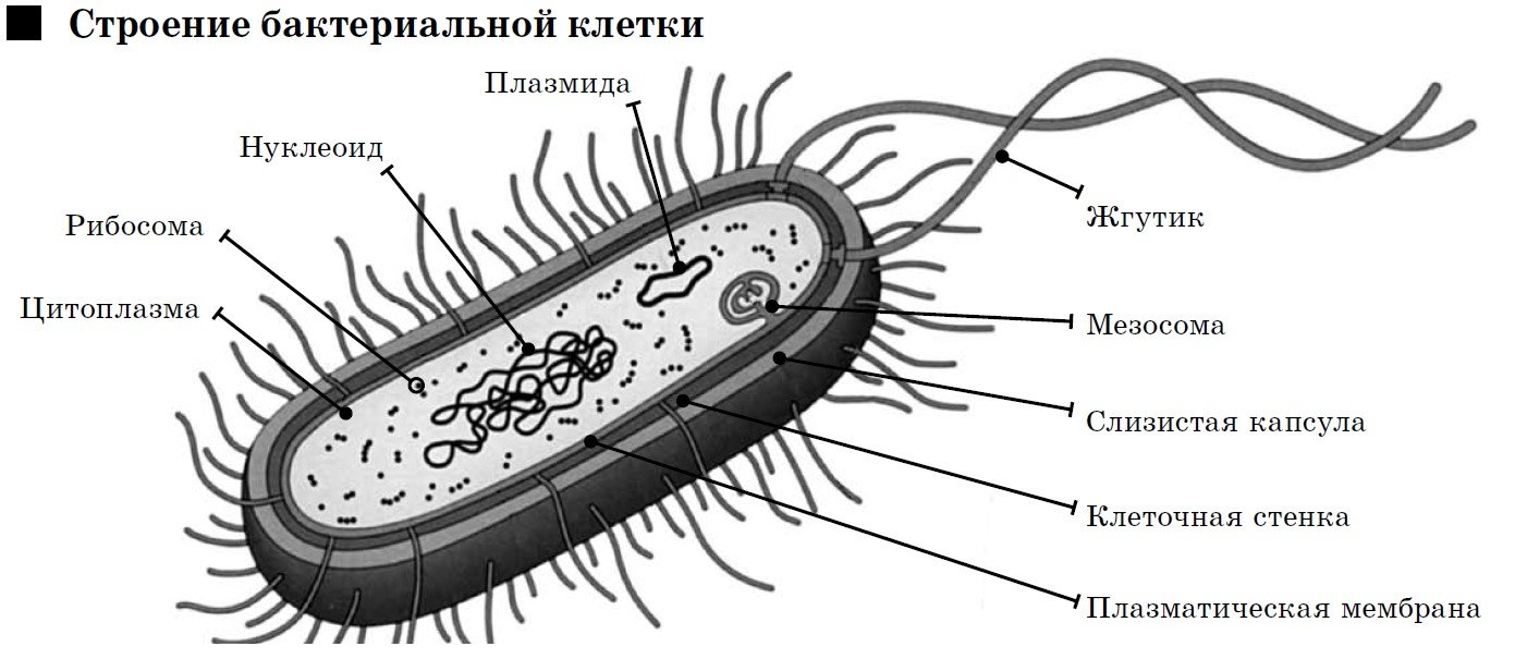 Какое строение у бактерий. Схема строения бактериальной клетки. Строение бактериальной клетки рисунок. Обобщенная схема строения бактериальной клетки. Строение бактериальной клетки рисунок ЕГЭ.