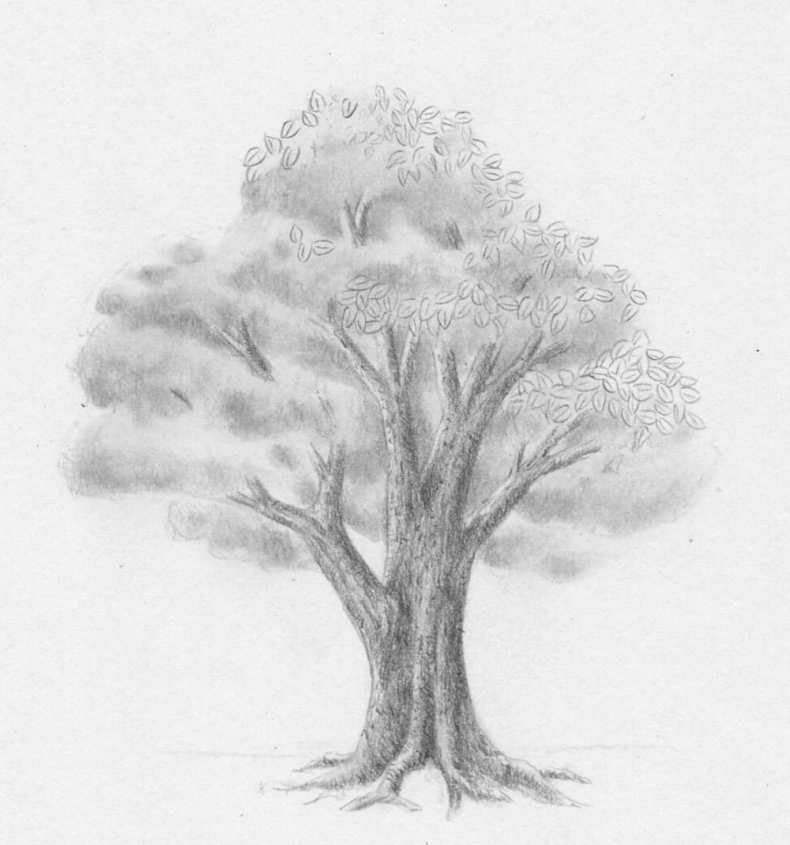 Рисунок дуба для срисовки. Дерево карандашом. Наброски деревьев карандашом. Дерево рисунок карандашом. Красивое дерево карандашом.