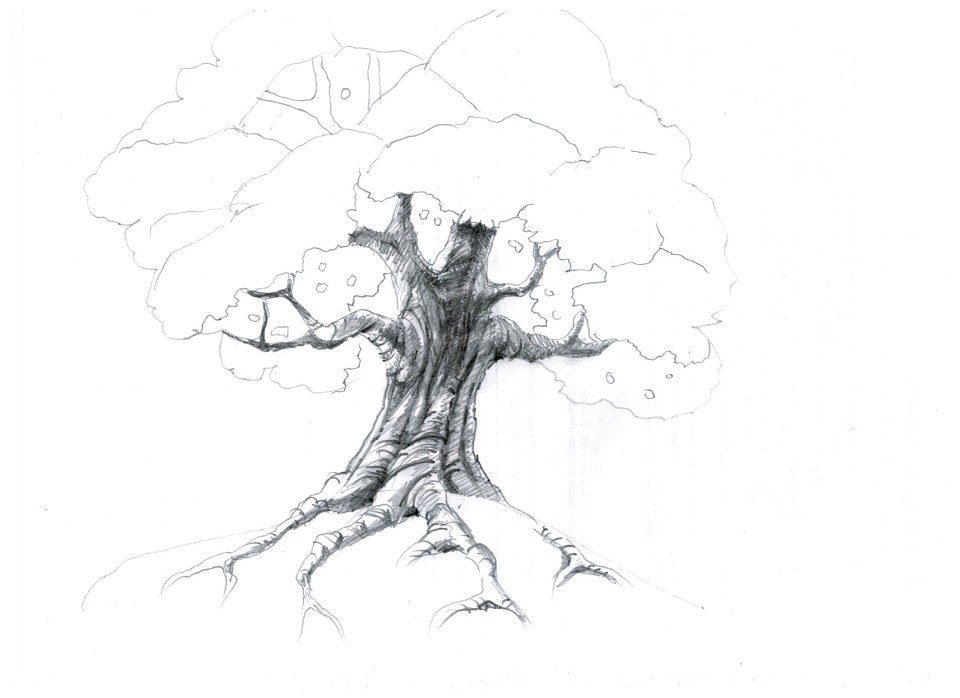 Рисунок дуба для срисовки. Дуб карандашом. Дерево рисунок карандашом. Дерево с корнями карандашом. Дерево для срисовки.