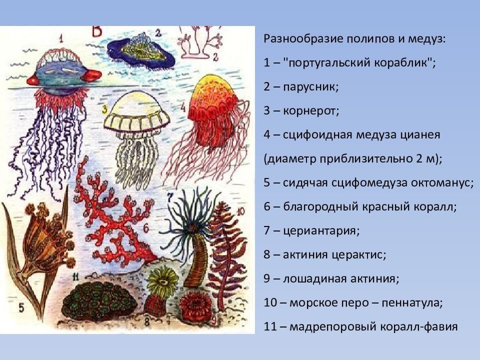 Группы организмов кишечнополостные. Кораллы полипы Кишечнополостные. Мозговик коралл Кишечнополостные. Класс коралловые полипы биология. Разнообразие медуз.