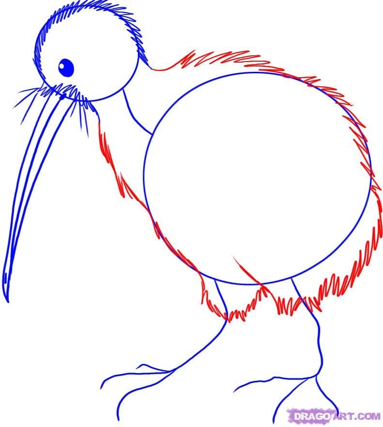 Пошагово киви. Киви птица. Птица киви нарисовать. Рисование птичка киви. Птица киви рисунок карандашом.