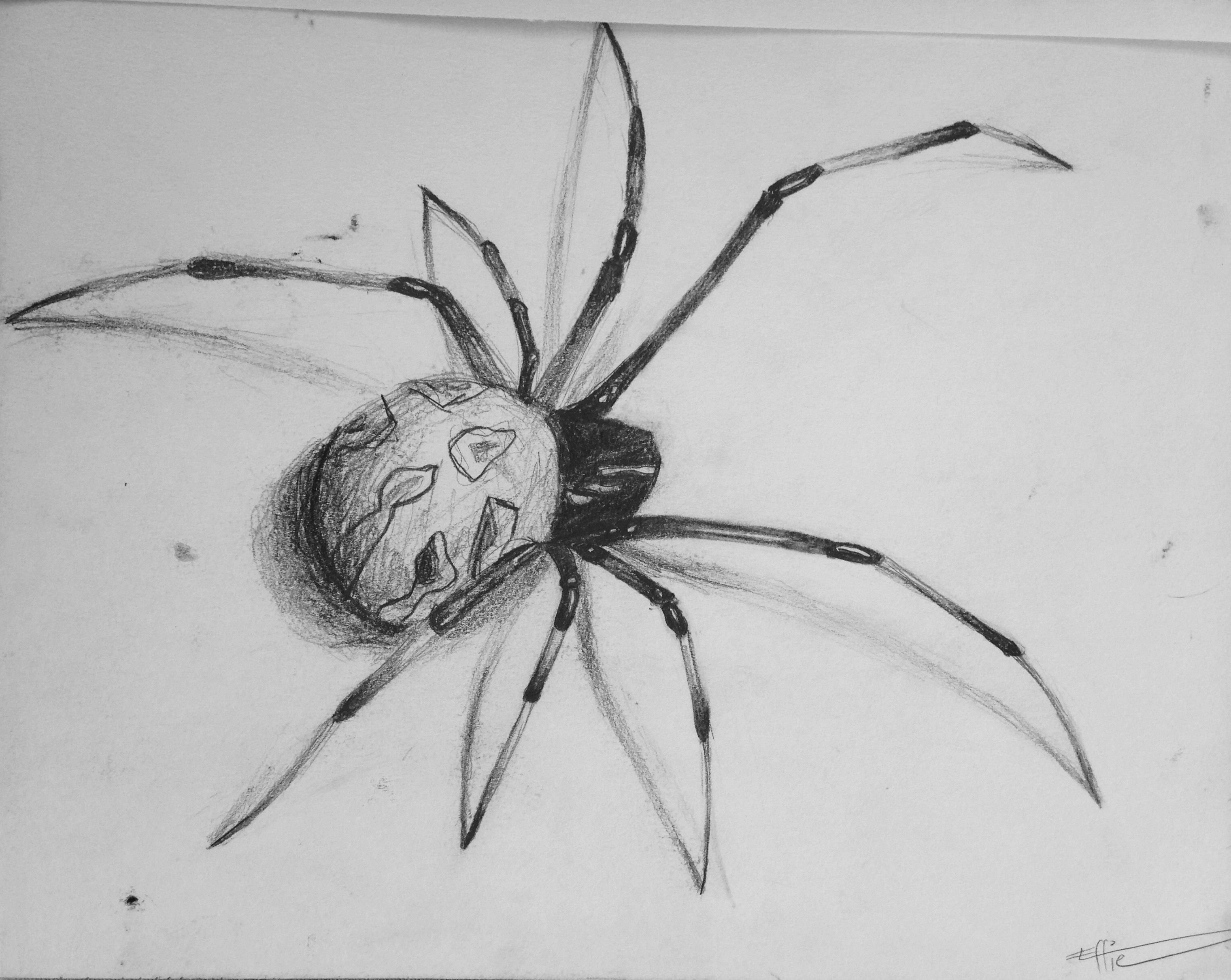 Картинки нарисованного паука. Эскизы тату паук Каракурт. Паук карандашом. Паучок рисунок карандашом. Паук эскиз карандашом.