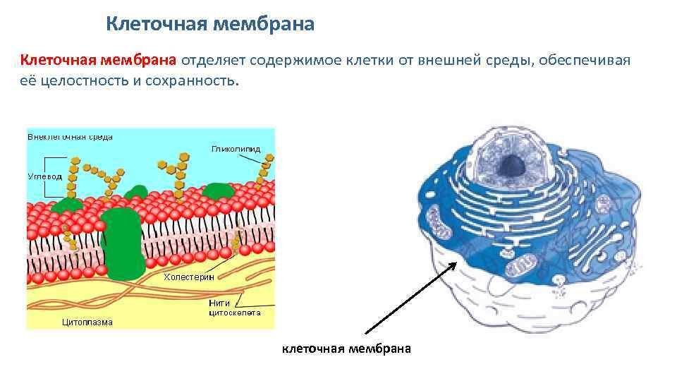 Мембрана клеток включает. Плазматическая мембрана клетки. Плазматическая мембрана животной клетки рисунок. Плазматическая мембрана и клеточная стенка. Схема строения клеточной мембраны животной клетки рисунок 14.