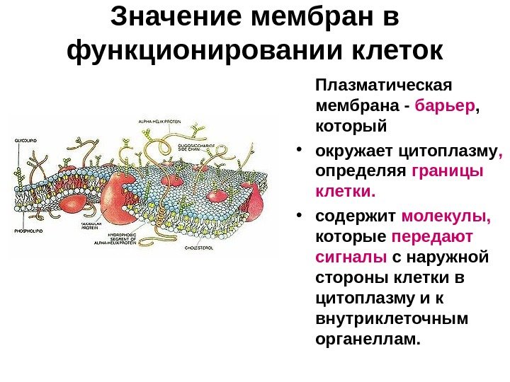 Каково значение цитоплазмы структуры в жизнедеятельности клетки. Плазматическая мембрана функции кратко. Плазматическая мембрана и клеточная оболочка. Свойства плазматической мембраны клетки.