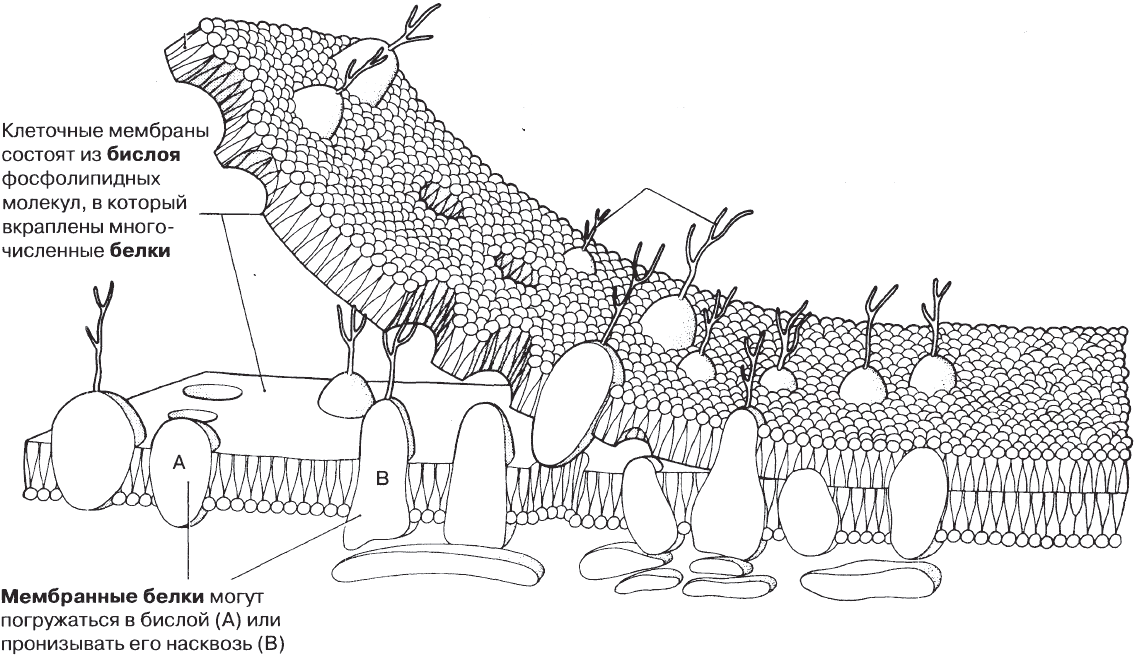 Модель мембраны клетки. Клеточная мембрана строение бислой. Модель липопротеинового коврика мембраны. Структура клеточной мембраны.