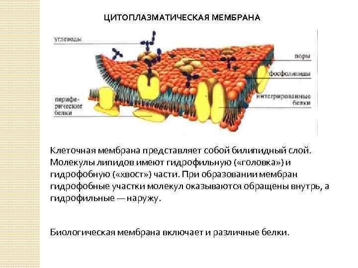 Эукариотическая клетка плазматическая мембрана. Структура цитоплазматической мембраны эукариотической клетки. Строение и функции мембраны эукариотической клетки. Строение цитоплазматической мембраны эукариотической клетки. Плазматическая мембрана эукариот строение.