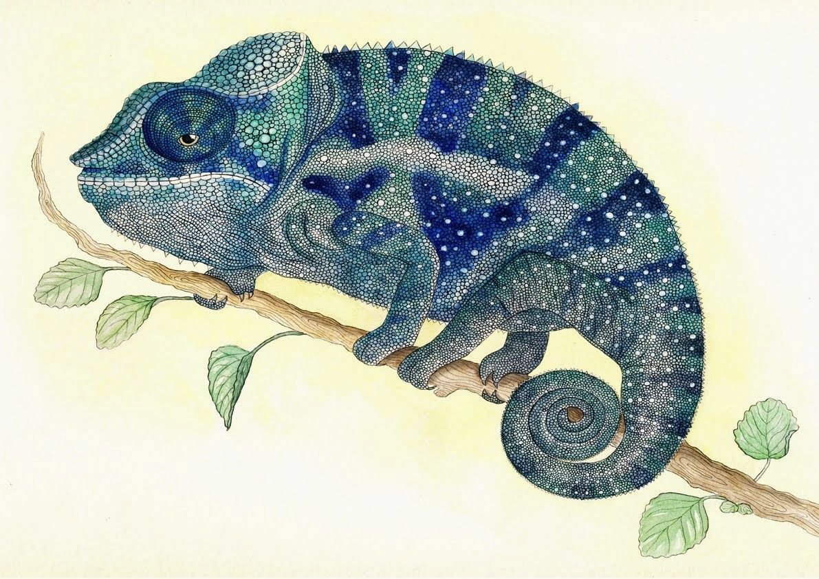 Хамелеон иллюстрация. Chameleon risunki. Хамелеон рисунок. Рисование хамелеона. Хамелеон стилизация.