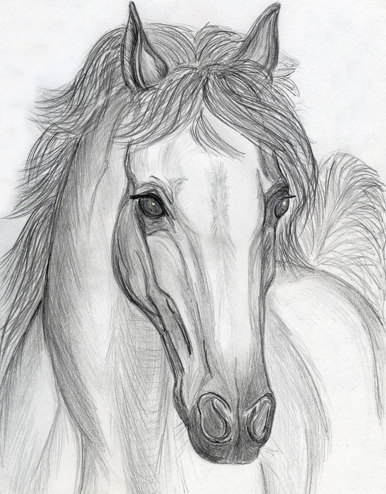 Лошадь картинки рисунки. Лошадь карандашом. Лошадь рисунок карандашом. Красивые рисунки лошадей. Картинки лошадей карандашом.