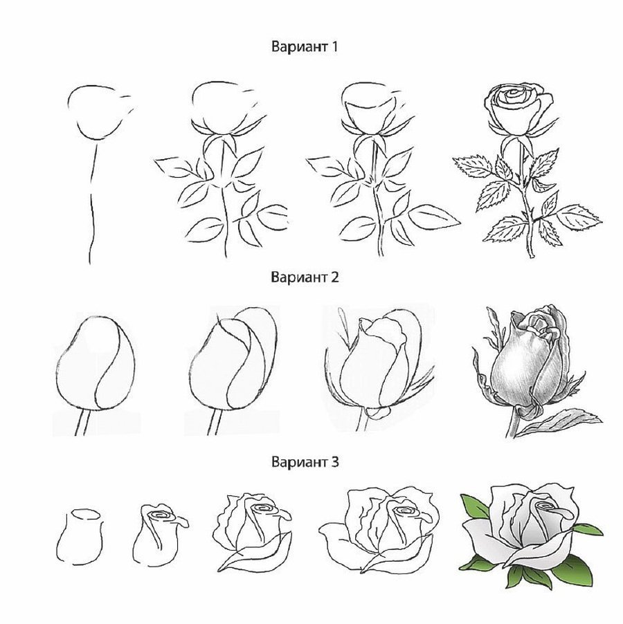 Рисование для начинающих схемы. Пошаговый рисунок цветка. Цветы рисунок поэтапно. Простые цветы для рисования. Поэтапное рисование розы карандашом.