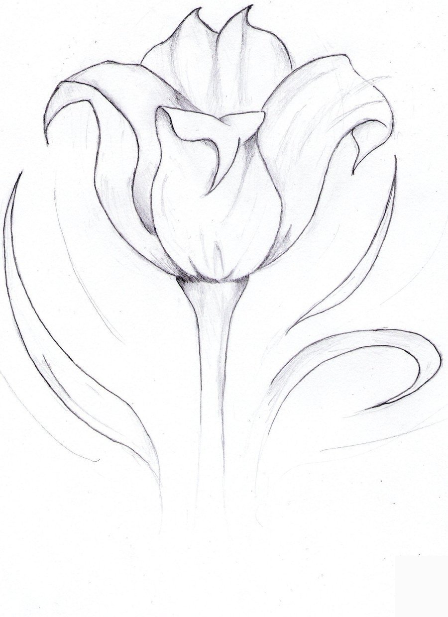 Как нарисовать тюльпаны карандашом поэтапно. Цветы карандашом. Цветы рисунок карандашом. Рисунки для срисовки цветы. Цветы простым карандашом.