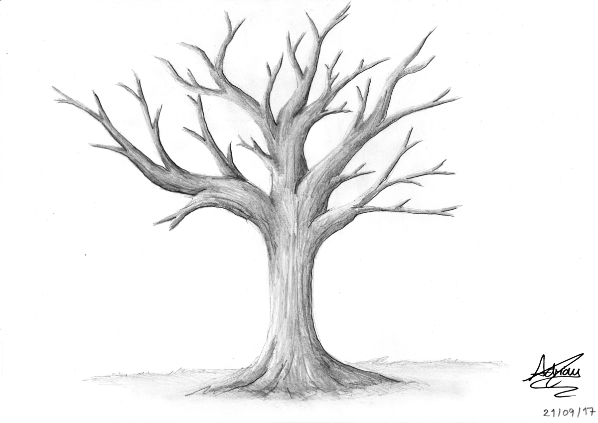 Рисунки для срисовки дерево. Дерево карандашом. Рисунки деревьев для срисовки. Ствол дерева рисунок. Дерево для рисования.