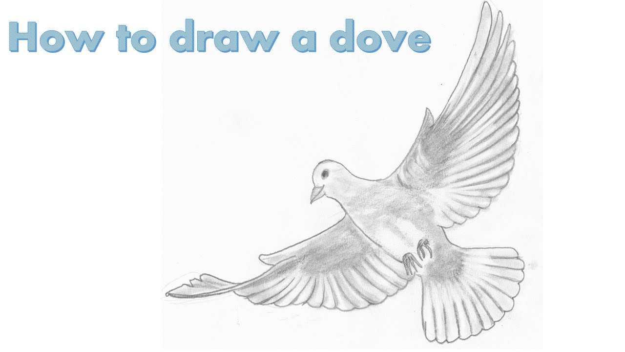 Песня мы рисуем голубей. Голубь рисунок. Голубь карандашом. Нарисовать голубя.