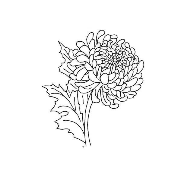Идеи для срисовки хризантемы маленький (90 фото)
