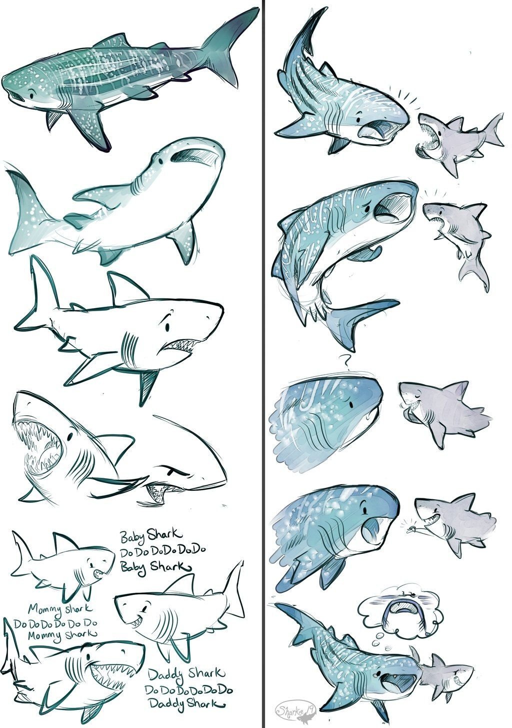 Рыба референс. Акула рисунок. Анатомия акулы для рисования. Акула эскиз. Акула набросок.