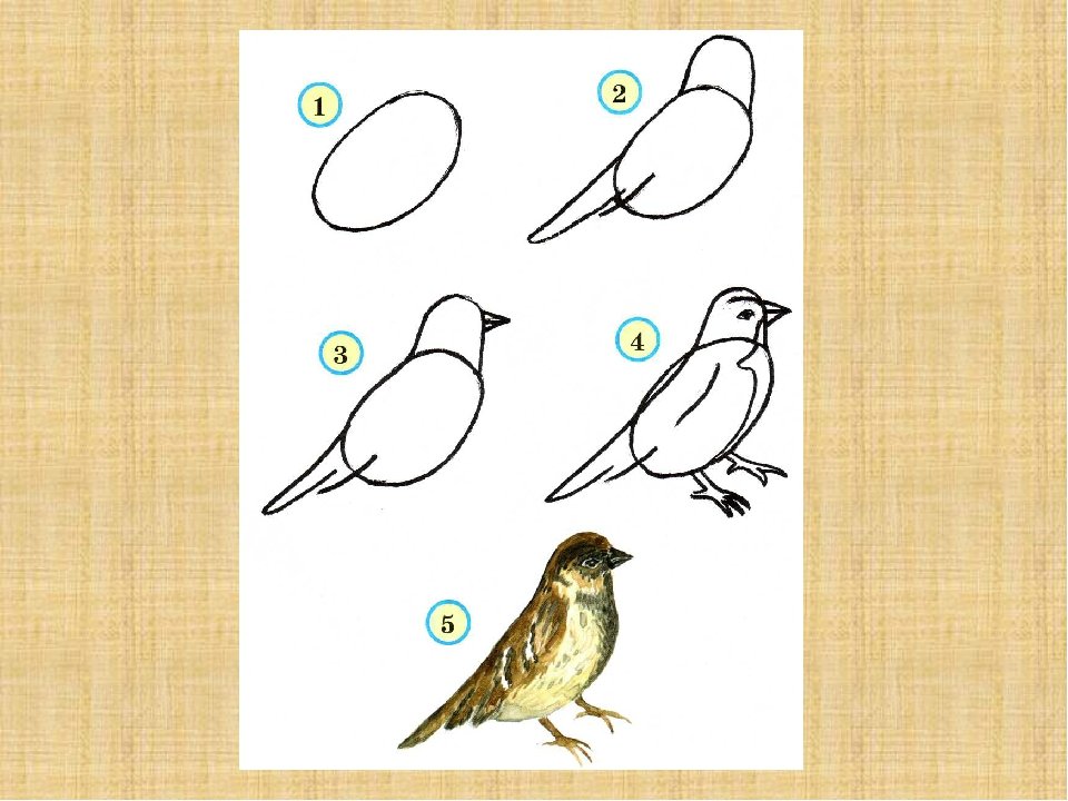 Рисунок птицы 5 класс. Птица рисунок. Последовательное рисование птицы. Схема рисования птицы. Поэтапное рисование птиц.