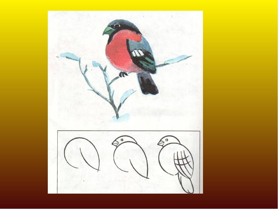 Презентация рисуем птицу 2 класс. Снегирь рисунок. Изо 2 класс. Изо 1 класс. Урок изо Снегирь.